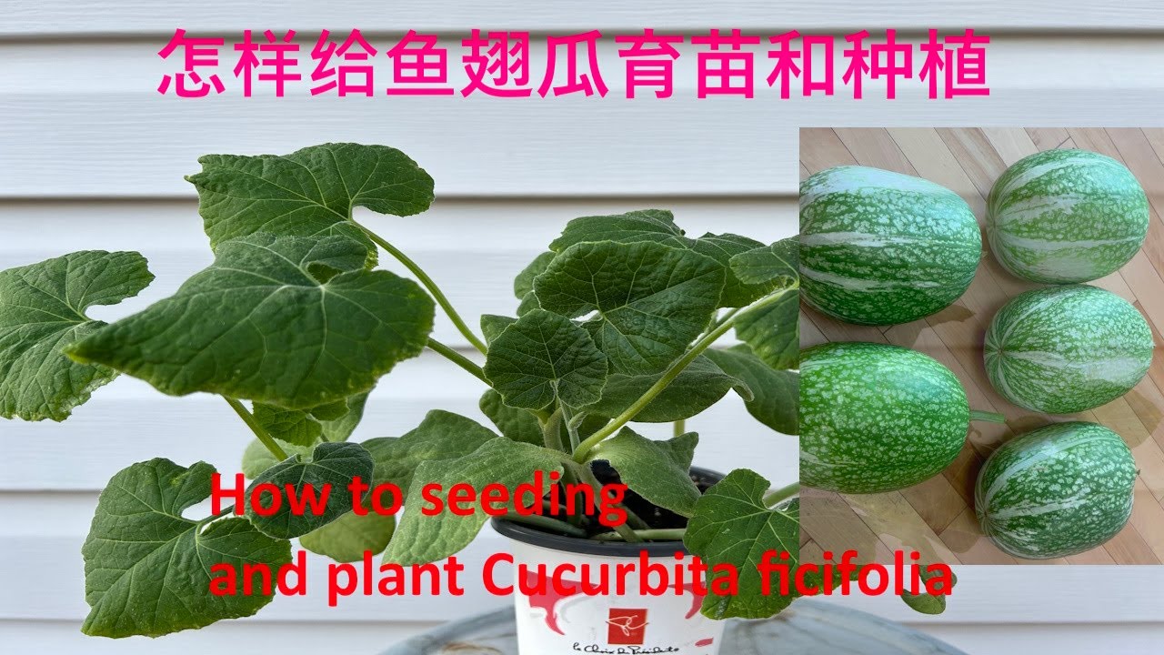 (2024)怎样给鱼翅瓜育苗，如何种植鱼翅瓜才能获得高产?/How to seed and plant Cucurbita ficifolia