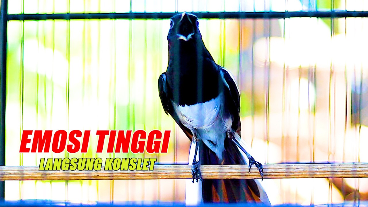 KACER NGAMOK EMOSI TINGGI NEMBAK NEMBAK, BIKIN NKACER LAIN LANGSUNG KONSLET