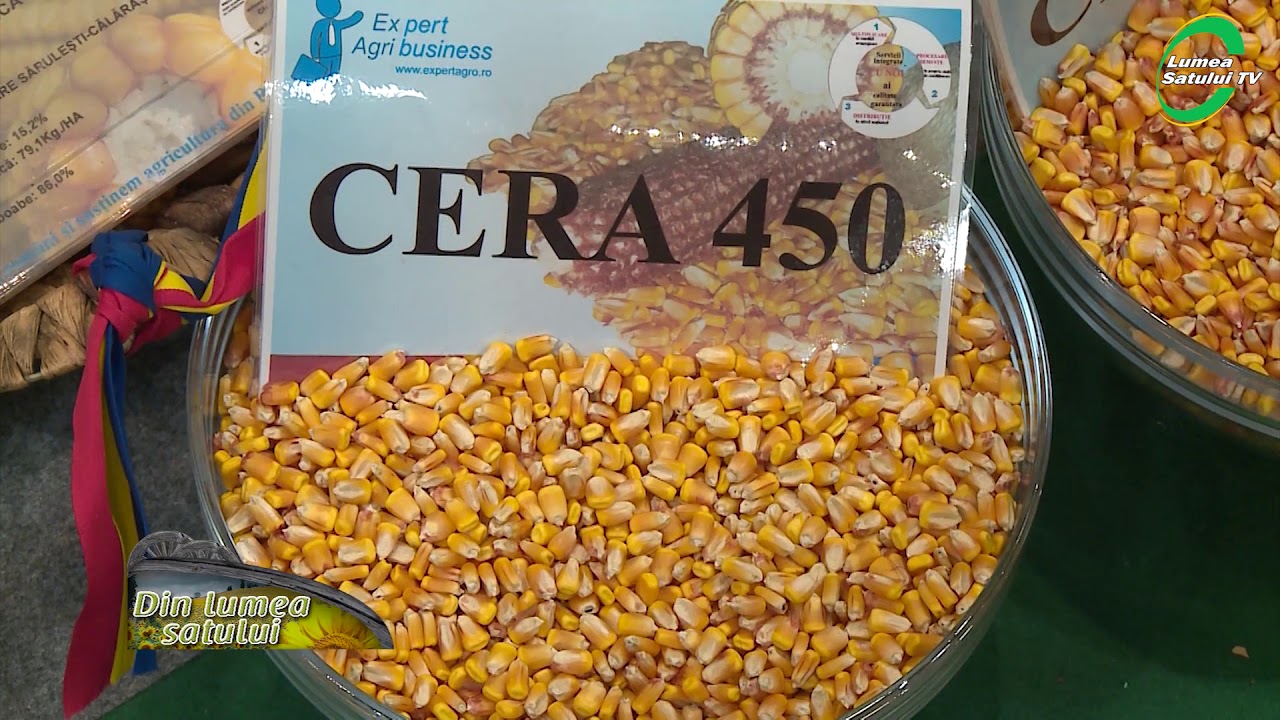 Hibrizi de porumb made &icirc;n Rom&acirc;nia