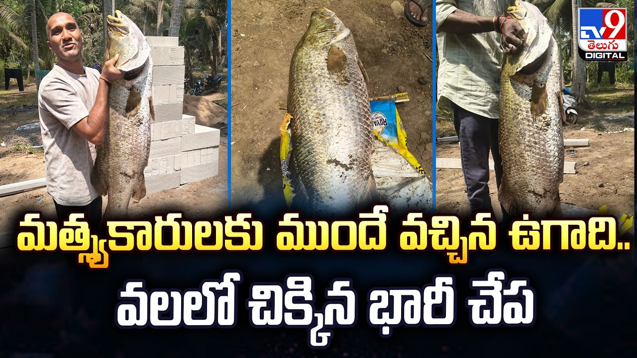 Big Fish | మత్స్యకారులకు ముందే వచ్చిన ఉగాది.. వలలో చిక్కిన భారీ చేప | West Godavari - TV9