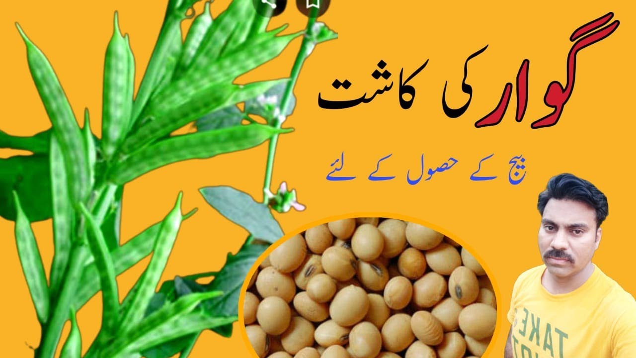 How to cultivate Guar crop for seed purpose |Guara crop production technology |Cluster bean farming