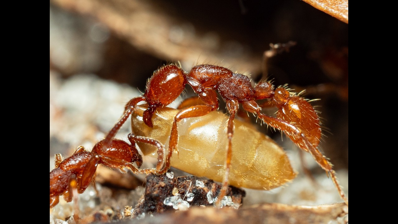 Neivamyrmex carolinensis trail
