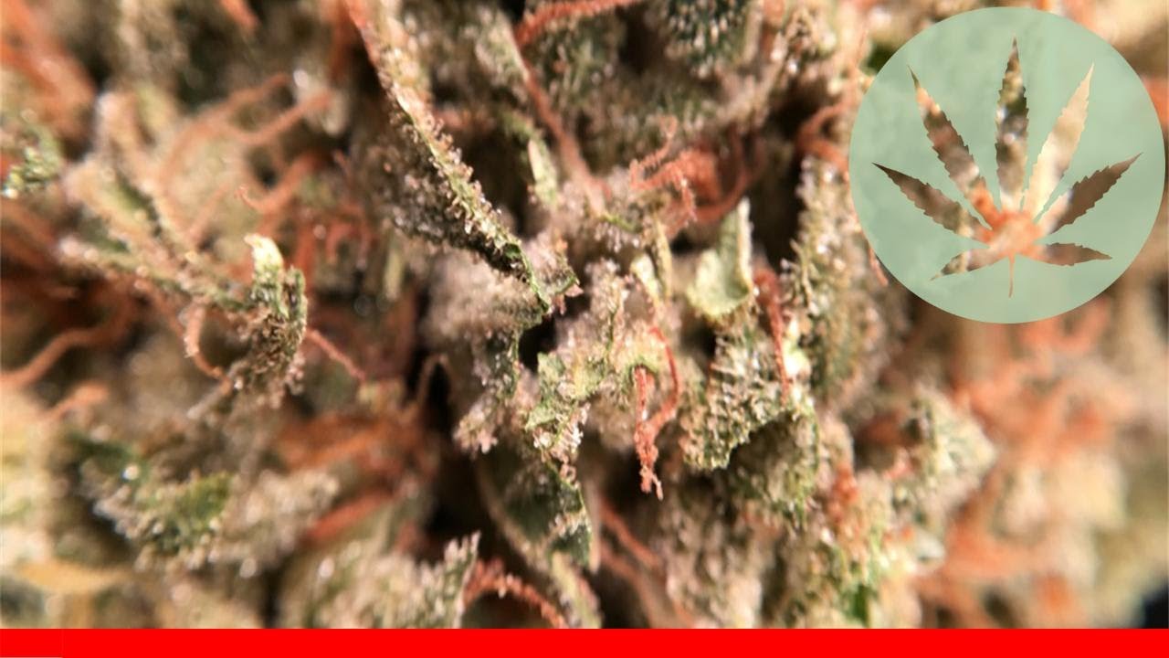 Silver Bubble - All About This Strain