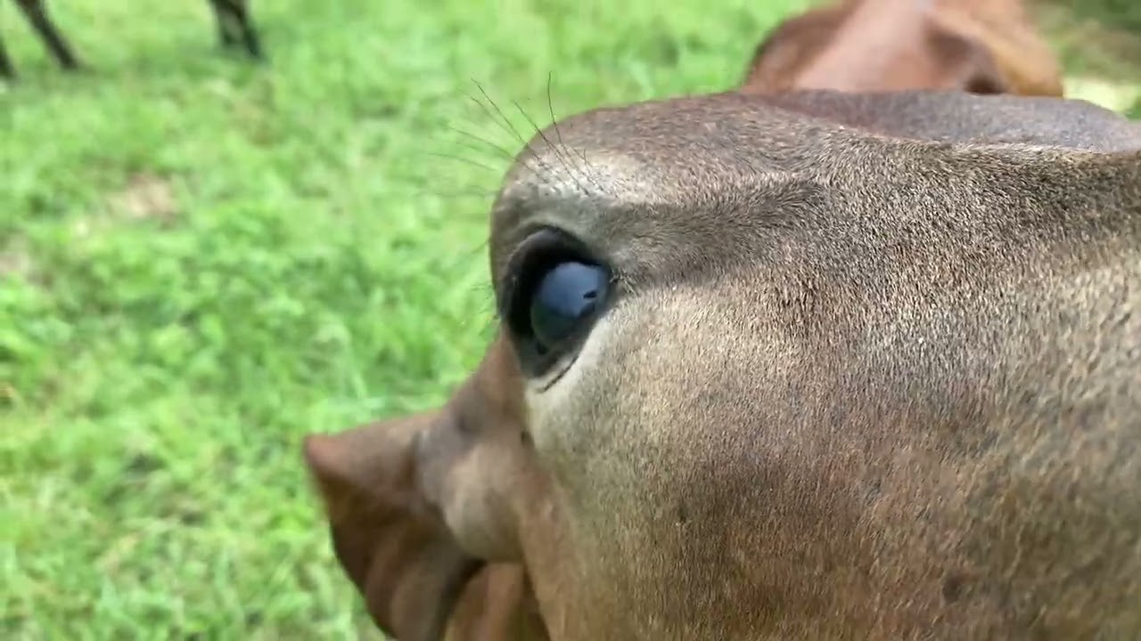 BEAUTIFUL CALVES on GOLDEN HILL FARM QUEENSLAND//#ruralfarming #calves #cattle #queenslandaustralia