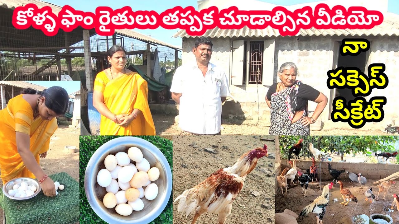 Jathi kodi farming|Natukodi farming|Jathikodi eggs|Natukodi chicks|Natukodi eggs|Jathikodi chicks