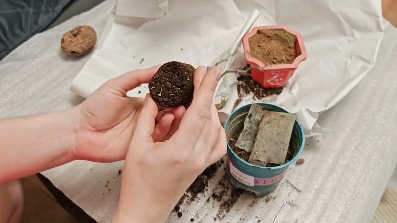 Распаковка растений | Пара новых растений в мою коллекцию | февраль 