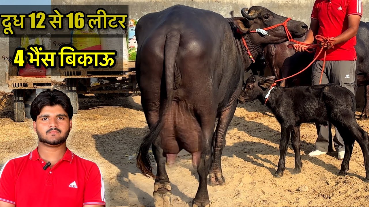 12 से 16 लीटर दूध की 4 भैंस बिकाऊ// 4 buffalo for sale #baffalo 