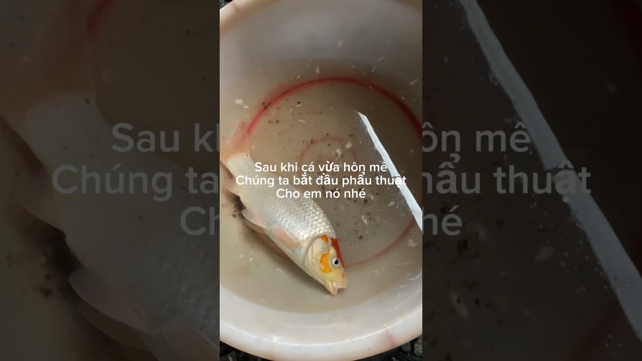 C&aacute; koi | phẩu thật tỉa hachi cho c&aacute; koi #koifish #c&aacute;koi #cakoinhatban #c&aacute;koiviệtnam #c&aacute;koi