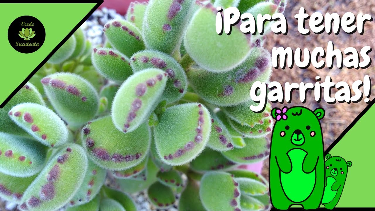 Paso a paso propagación por esqueje de garrita de oso.