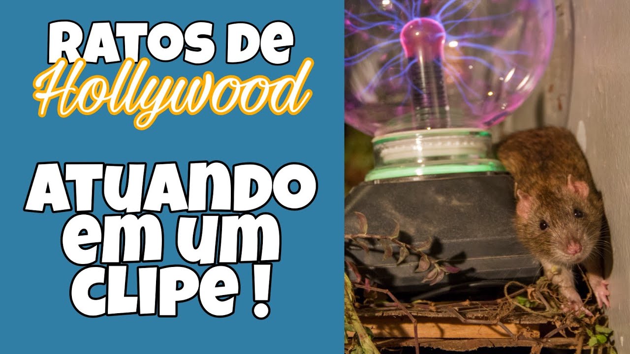 Ratos Twister Atuando em um Clipe - Making Of - Ratos de Hollywood.