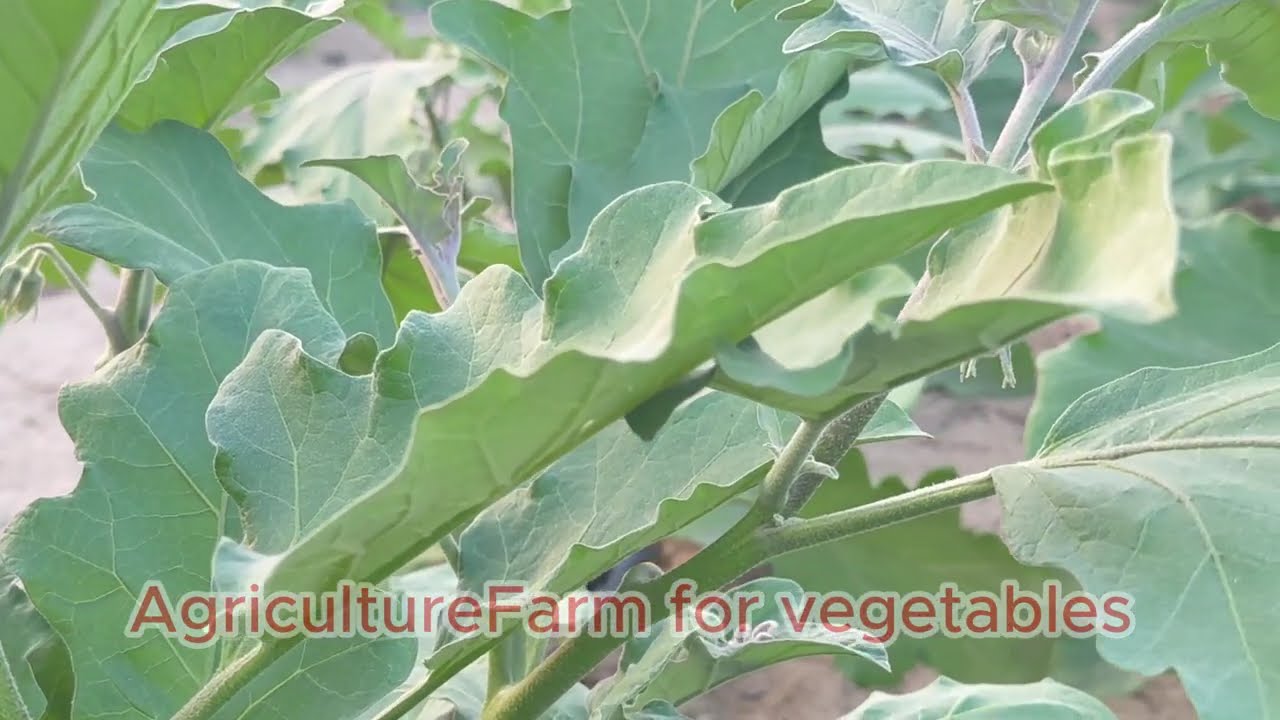 Dubai's Secret to RECORD-BREAKING EGGPLANT Harvests
