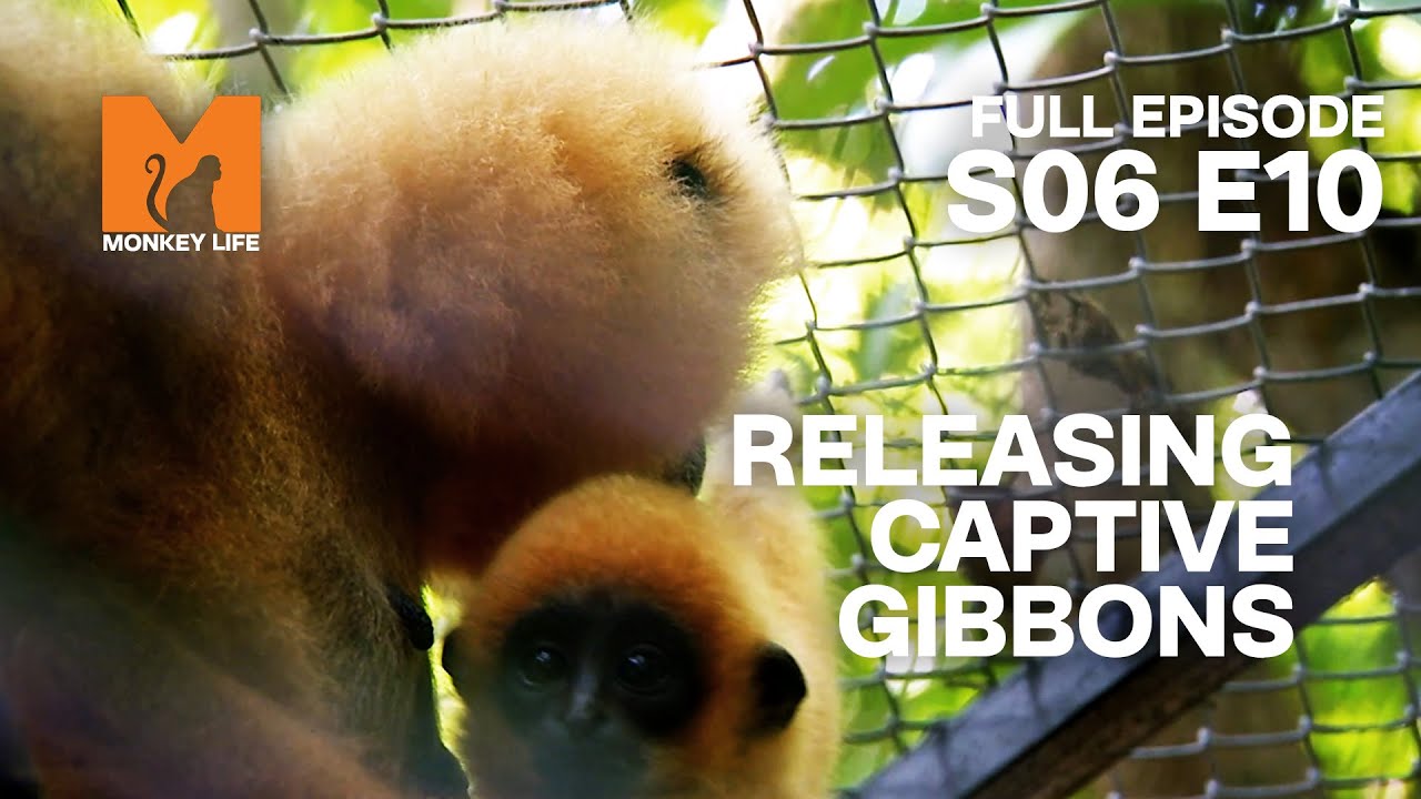 Releasing Gibbons Into The Wild | Season 6 Episode 10 | Full Episode | Monkey Life