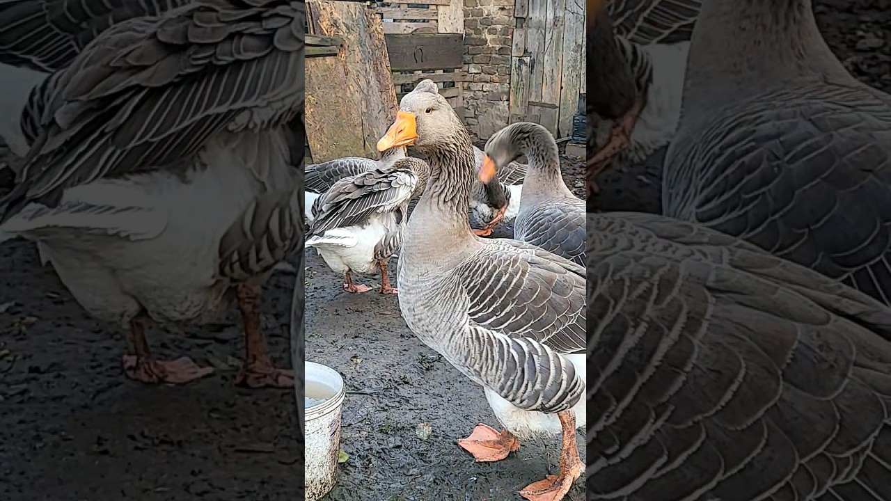 DZIWNY ŚWIAT GĘSI LANDES 🥰🤪❤👍#wiejskiezycie #landes #goose #śmieszne