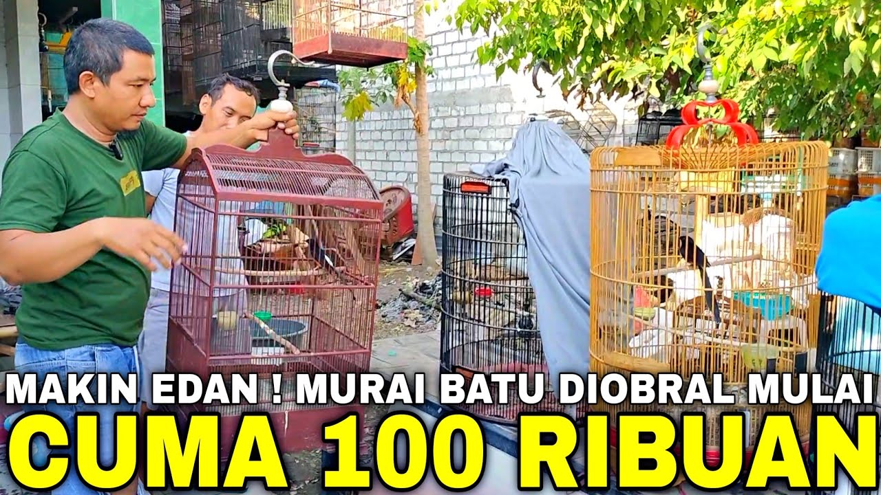 BETUL² DILUAR NALAR ! CUMA KIOS KECIL STOKNYA MEWAH DAN LENGKAP SEMUA BURUNG DIJUAL MURAH DISINI