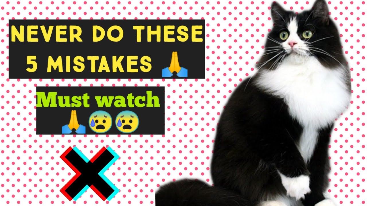 5 Common Mistakes Cat owners Make | Persian cat care | Persian cat problems | urdu / hindi