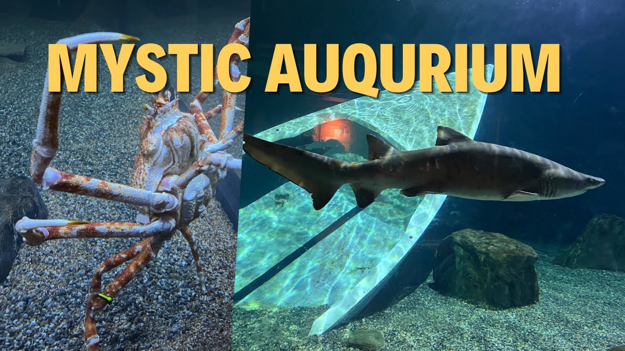 A rainy day at Mystic Aquarium
