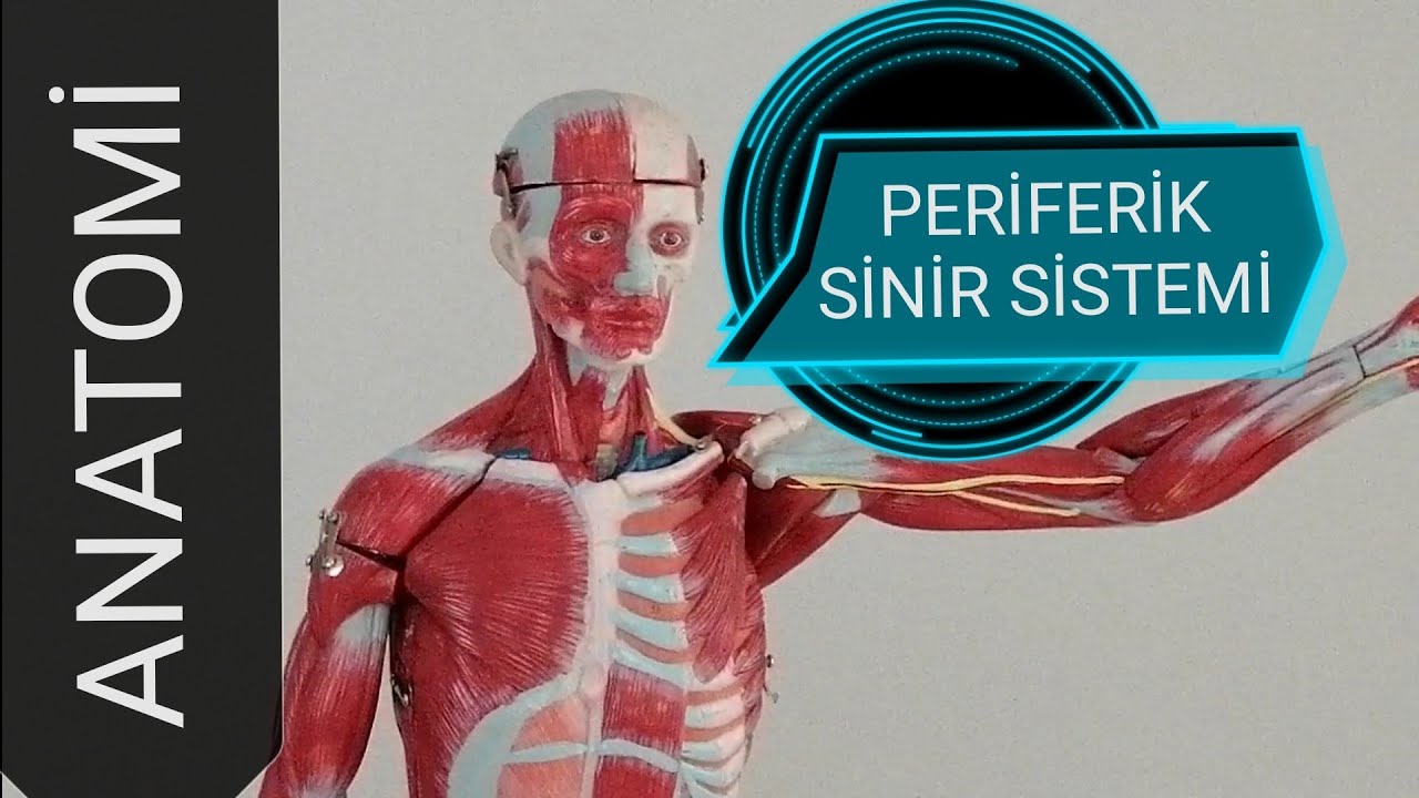 26-ANATOMİ FİZYOLOJİ PERİFERİK SİNİR SİSTEMİ