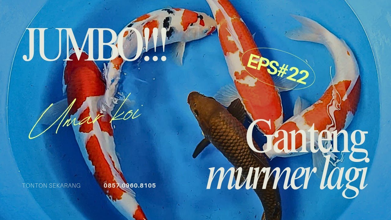 #part22 ‼️JUMBO MURMER‼️MULAI 200 RB😯