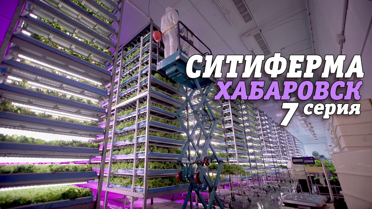 СИТИФЕРМА | Хабаровск | 7 серия #240