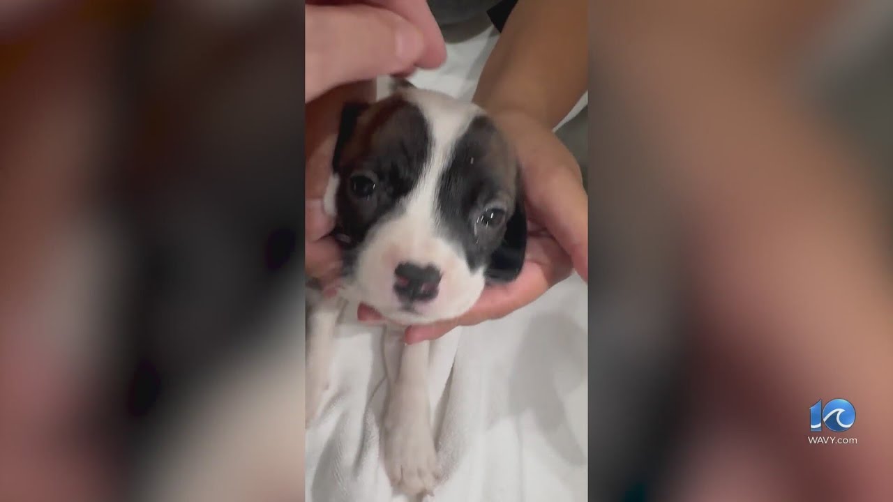 Animal shelter seeks support after hoarding house rescue