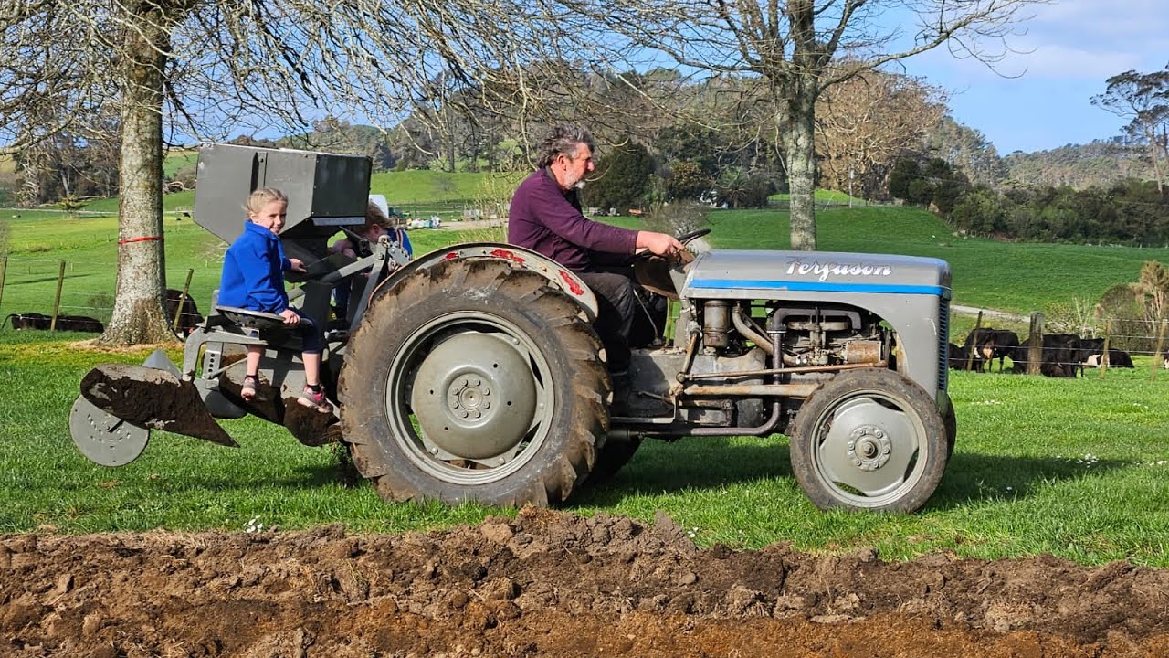 Massey Ferguson 28 planting potatoes with Massey Ferguson potato planter