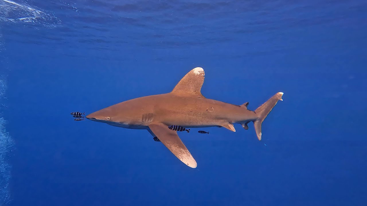 Red Sea Scuba Diving in 4K (Egypt, Nov 2022)