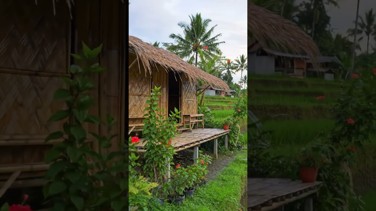 pesawahan sunda #sawah #pedesaan #alam #wisata #suasanapedesaan #pesawahan