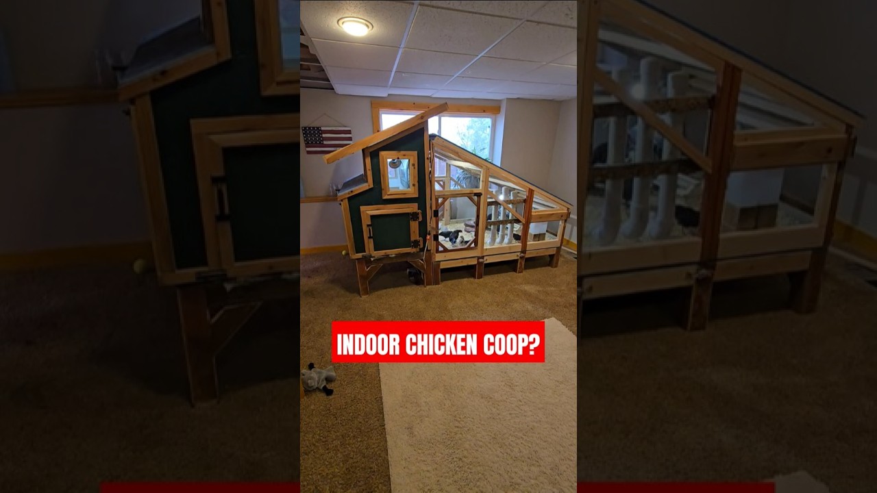 Cannot believe how small these chickens are. Indoor chickens? #chicken #egg #homestead #animals