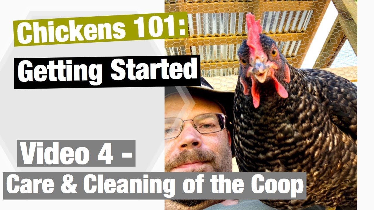 Chickens 101: Getting Started | Care and Cleaning Tips for your Chicken Coop!