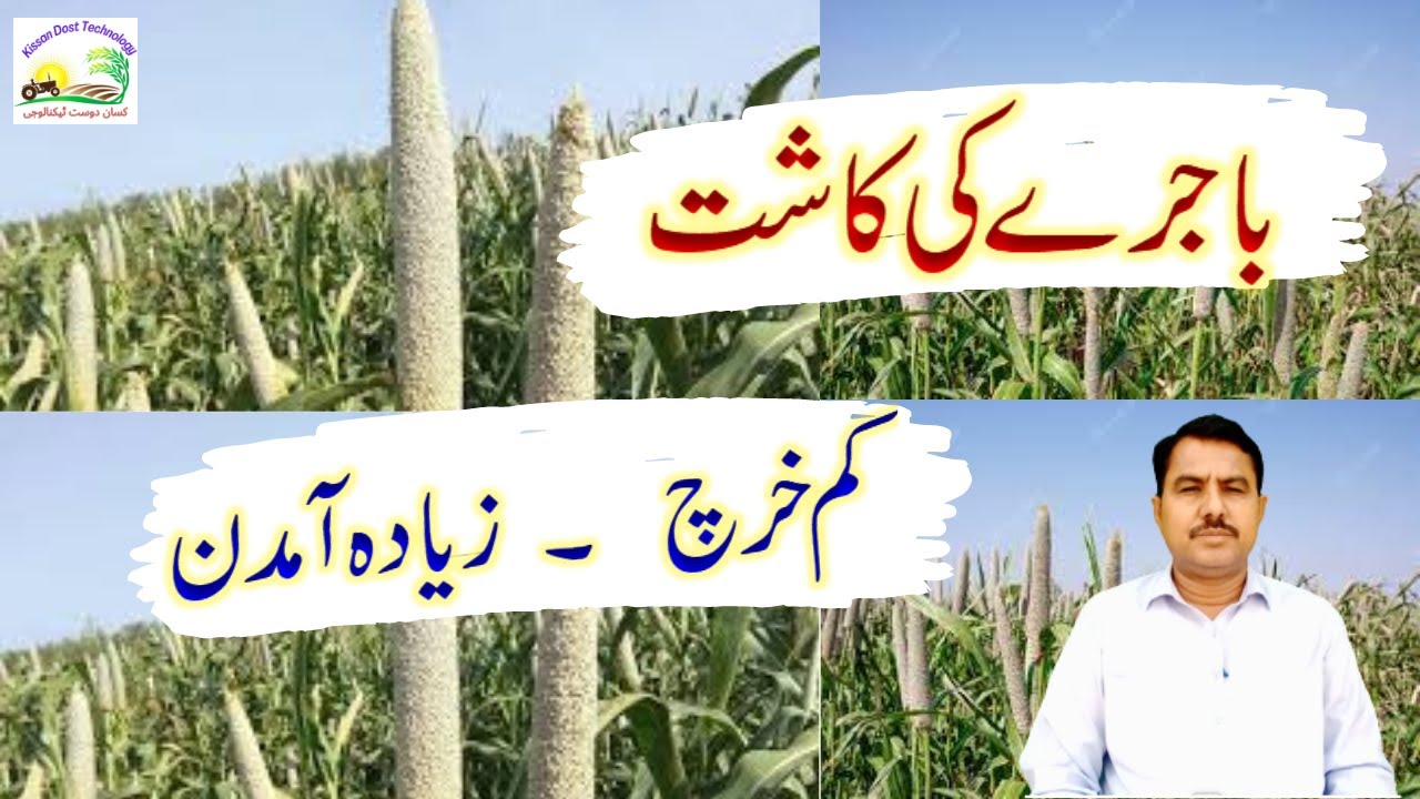 Production Technology of Millet || Production Technology of Bajra |باجرہ کی کاشت