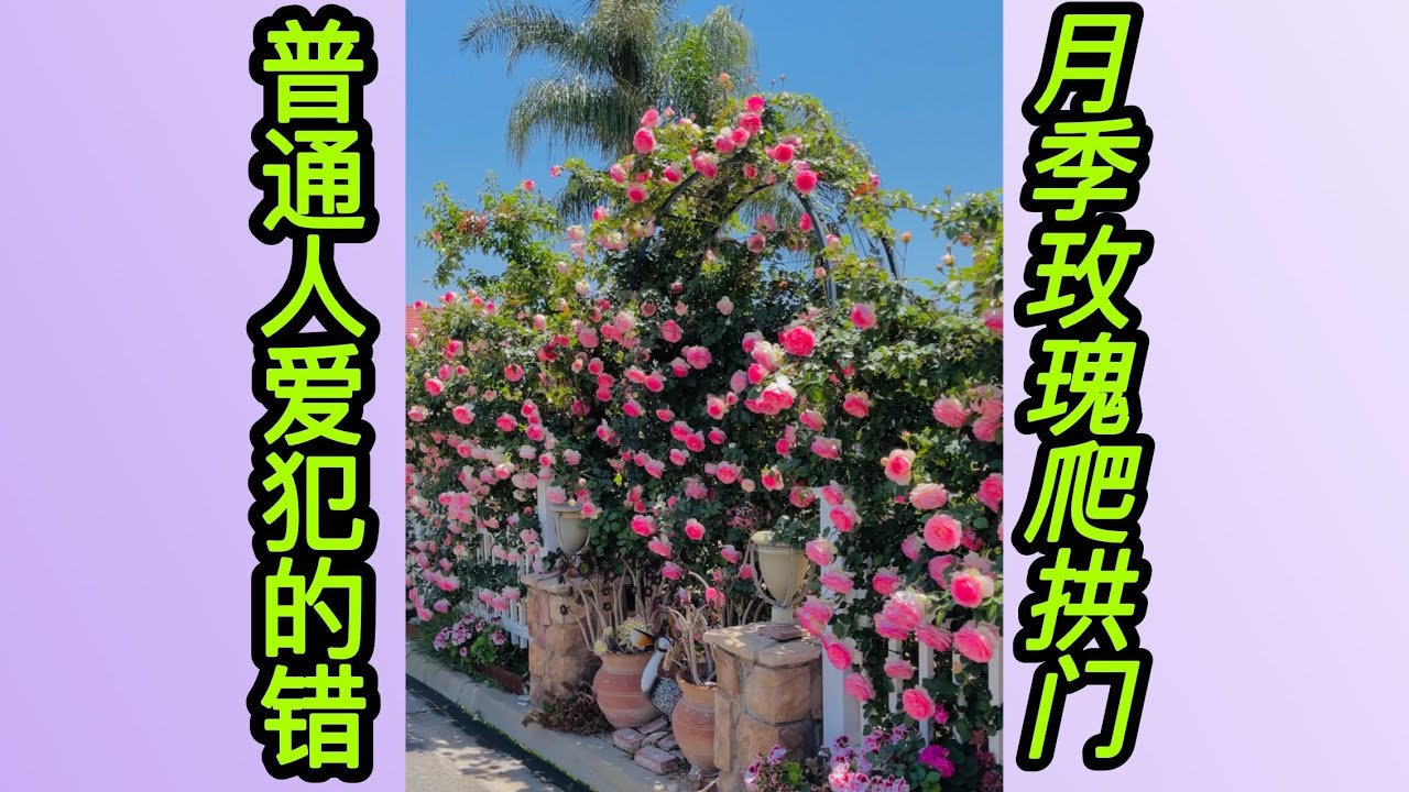 园艺篇343 藤本月季爬拱门很多人都搞错了，应该如何上拱门？