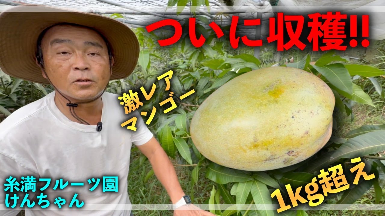 【ついにきた】8月の様子！あの激レアマンゴーついに収穫！！食べます！！！【糸満フルーツ園けんちゃん】