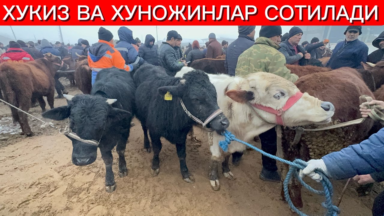 ХУКИЗ ВА ХУНАЖИНЛАР СОТИЛАДИ АДРЕС ХОРАЗМ ХОНКАДА ТЕЛ 50.770.97.62