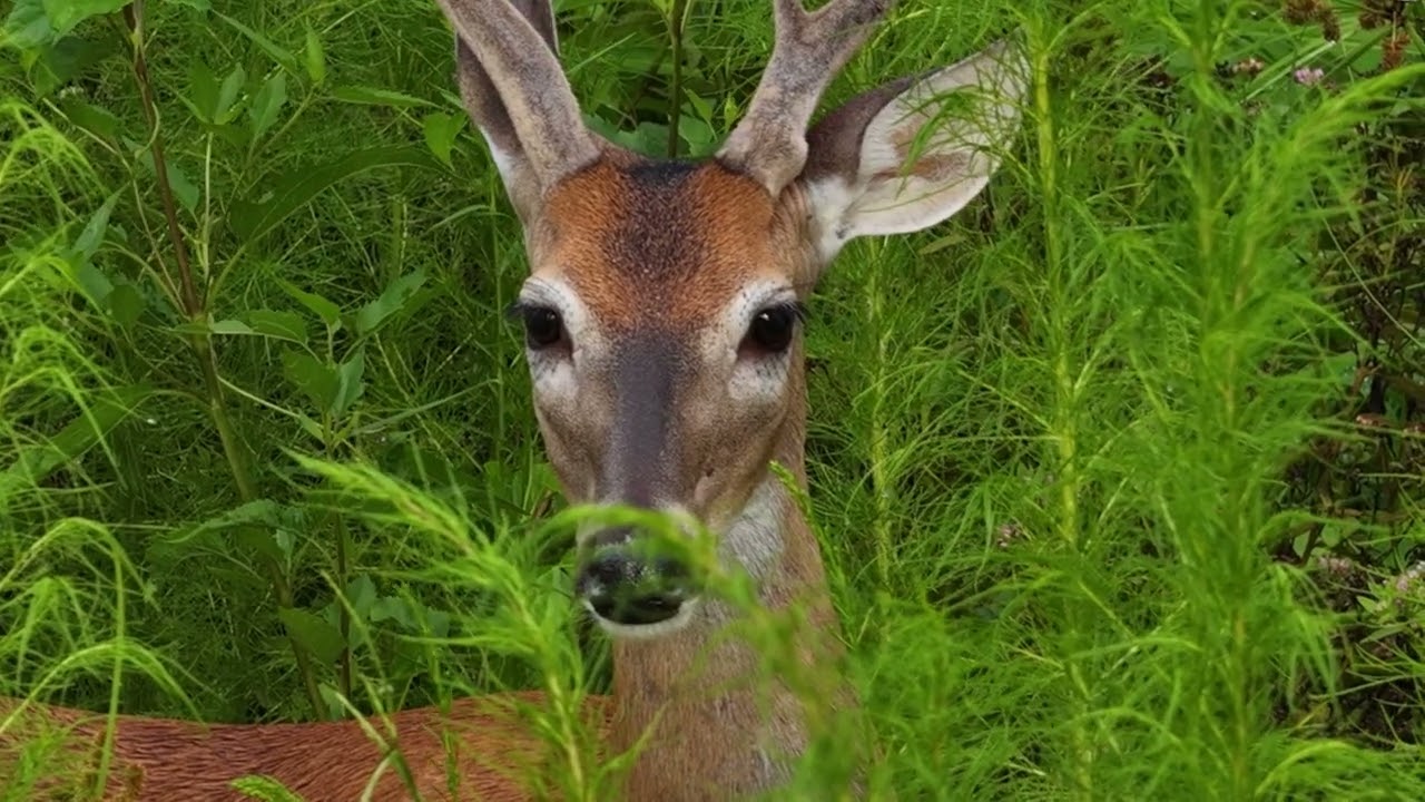 DJI Mavic 4 Pro maiden flight - Strait out-of-the-box - oh deer!