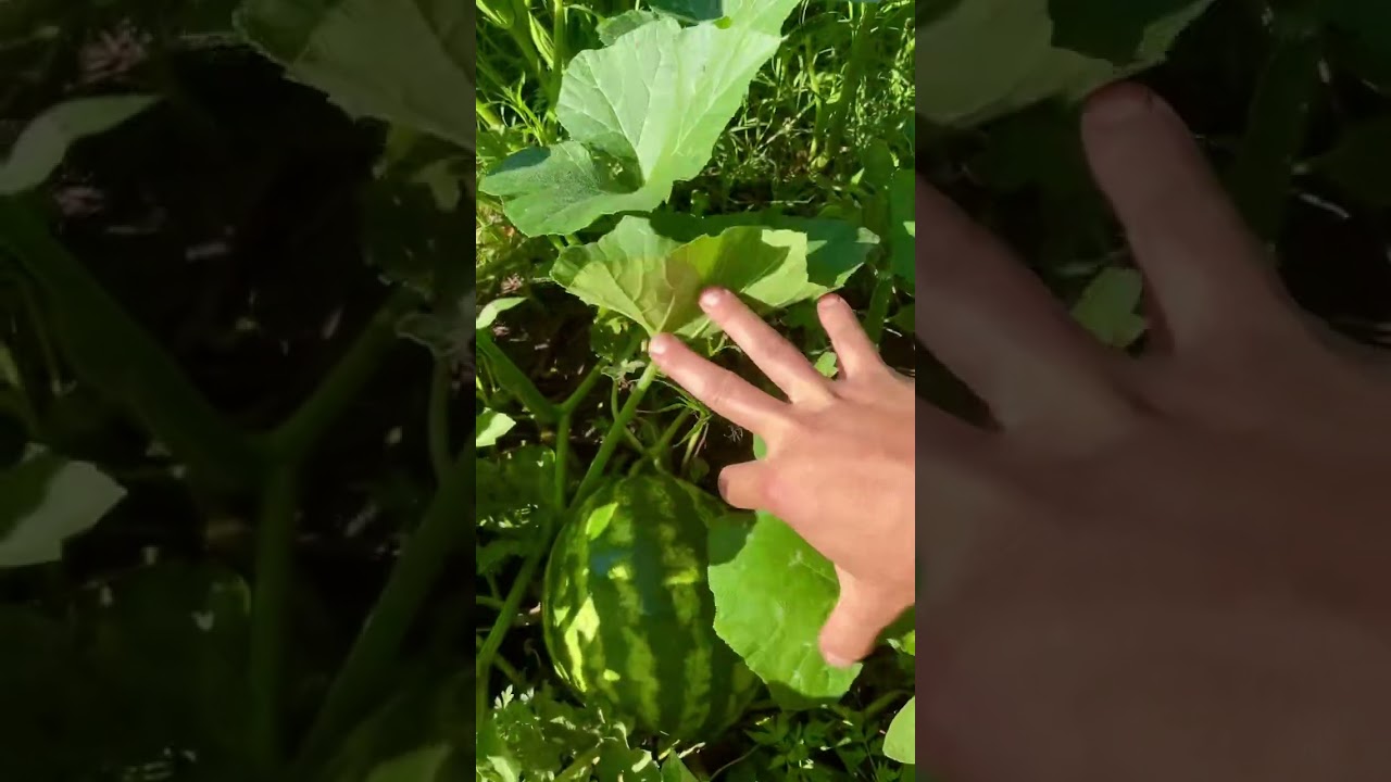 Аргентинская грядка | Huerta en Argentina