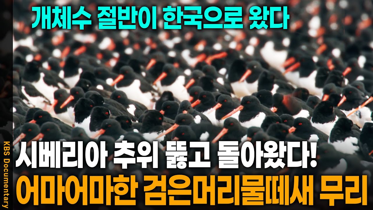 희귀종이 이렇게나 많이.. 대규모 검은머리물떼새 무리가 몰려왔다 | KBS 20221217 방송