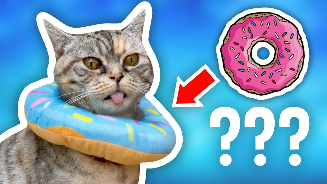 Why Does My Cat Wear a Donut? 