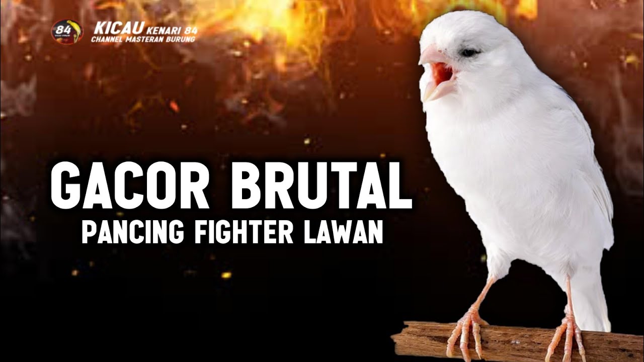 Kenari Gacor Panjang Rol Rapat Emosi,I Cuit cuit Ngerol cocok untuk Pancingan Kenari Macet