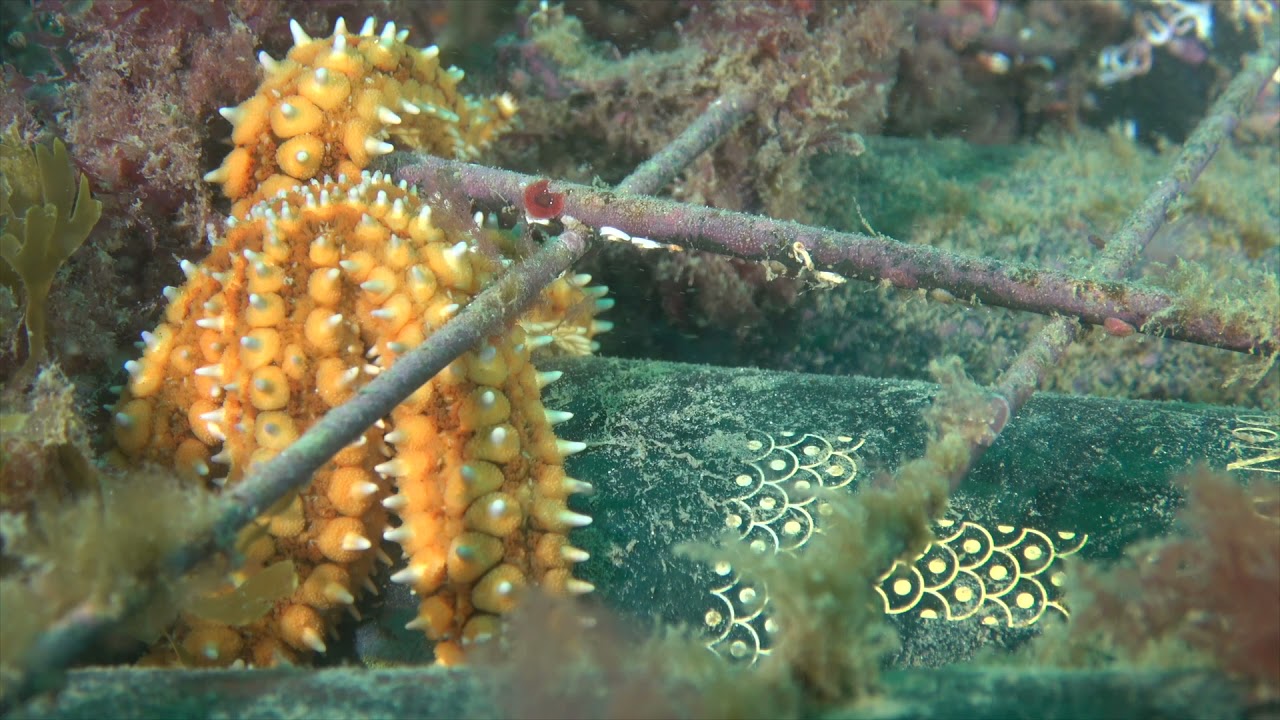 Como elaboramos nuestro vino en Bodega Crusoe Treasure / How we make our wine