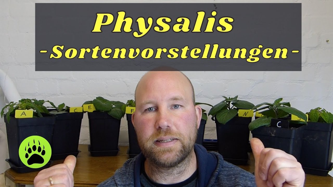 Physalis - Sortenvorstellung 🎬 65
