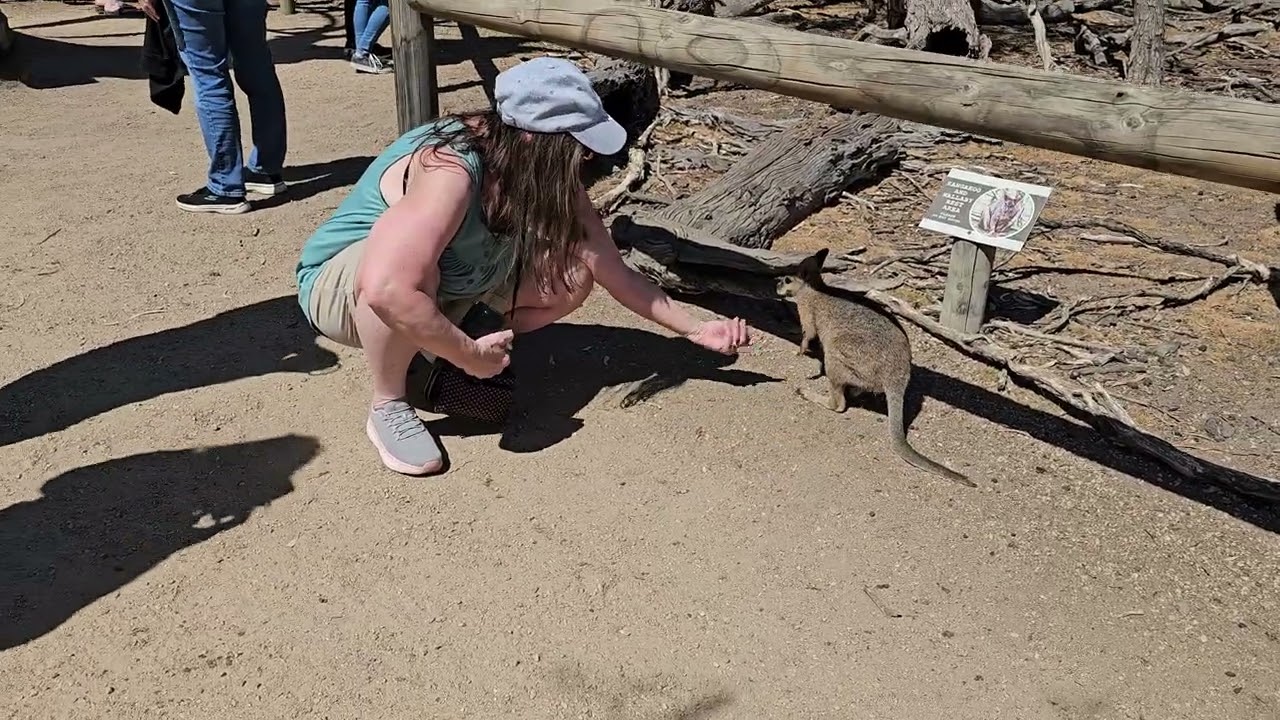 Baby Wallaby