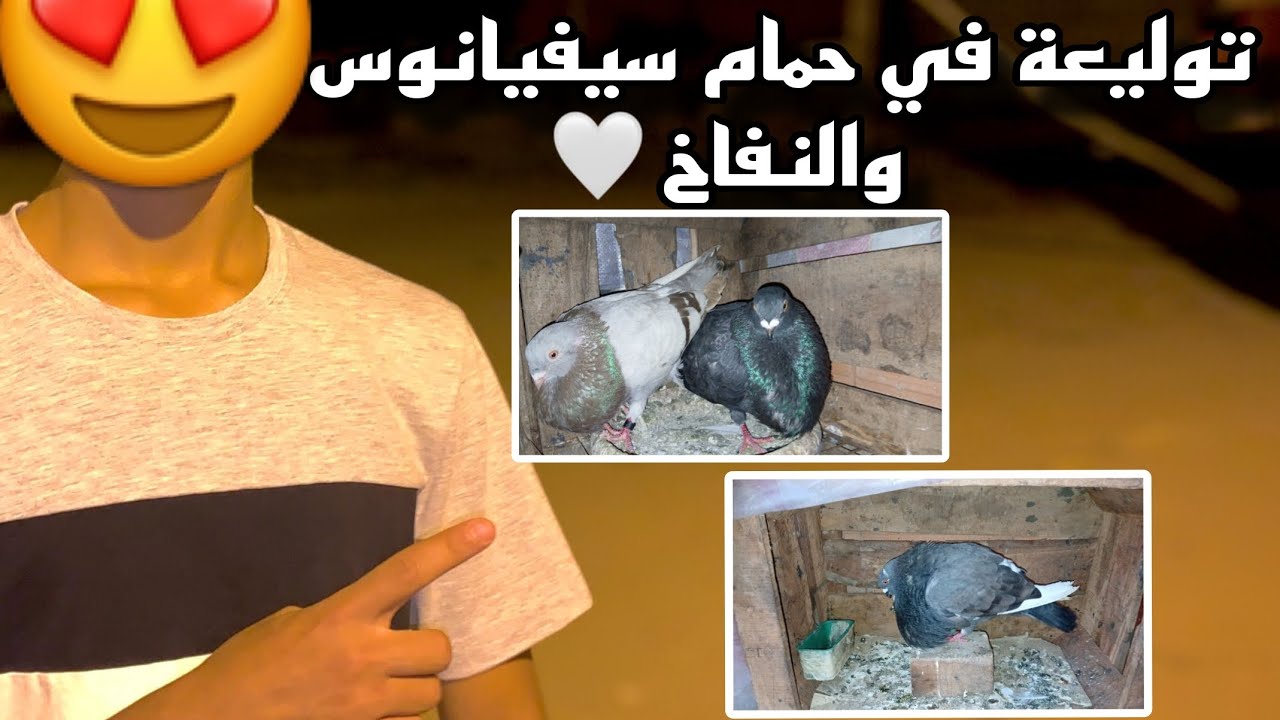 توليعة في حمام سيفيانوس و النفاخ 🤍فرجة ممتعة😍