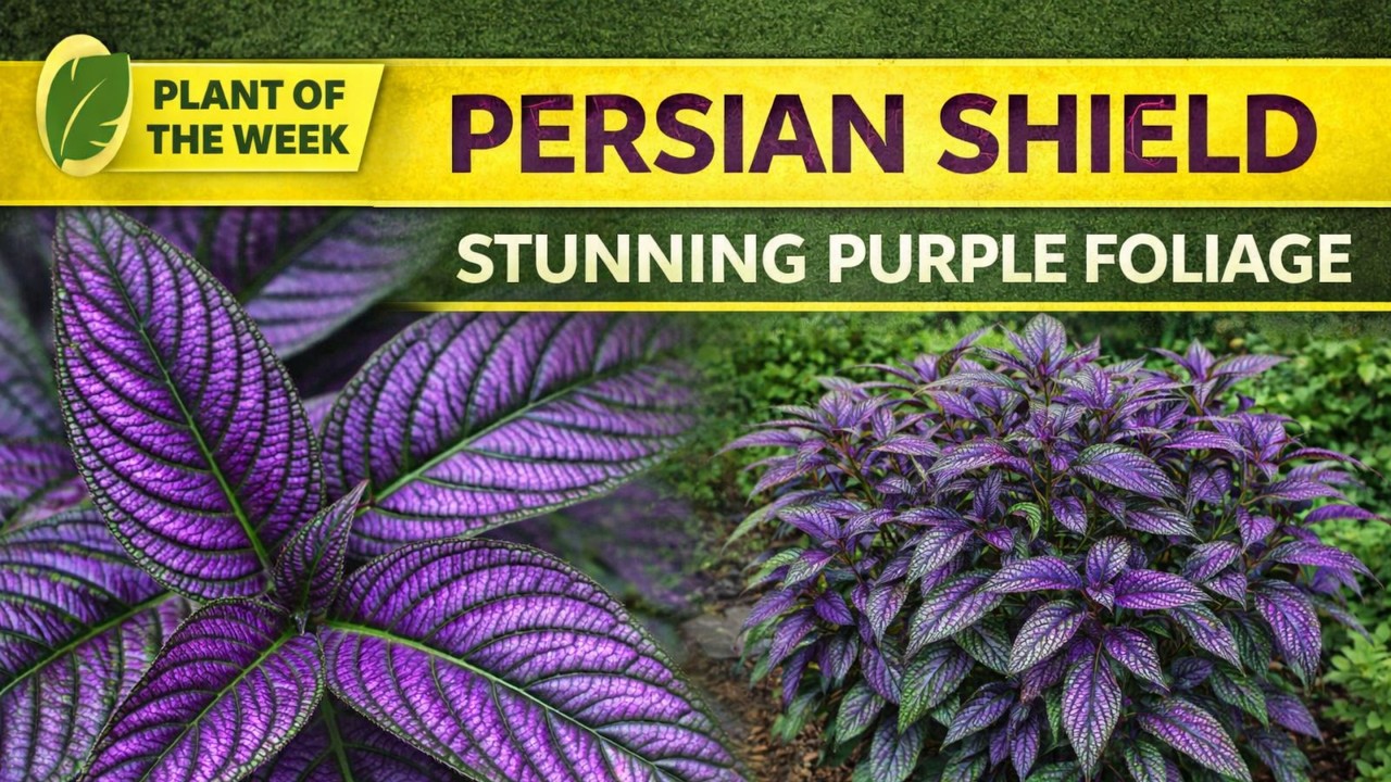 Strobilanthes dyerianus | Proven Accents® Persian Shield