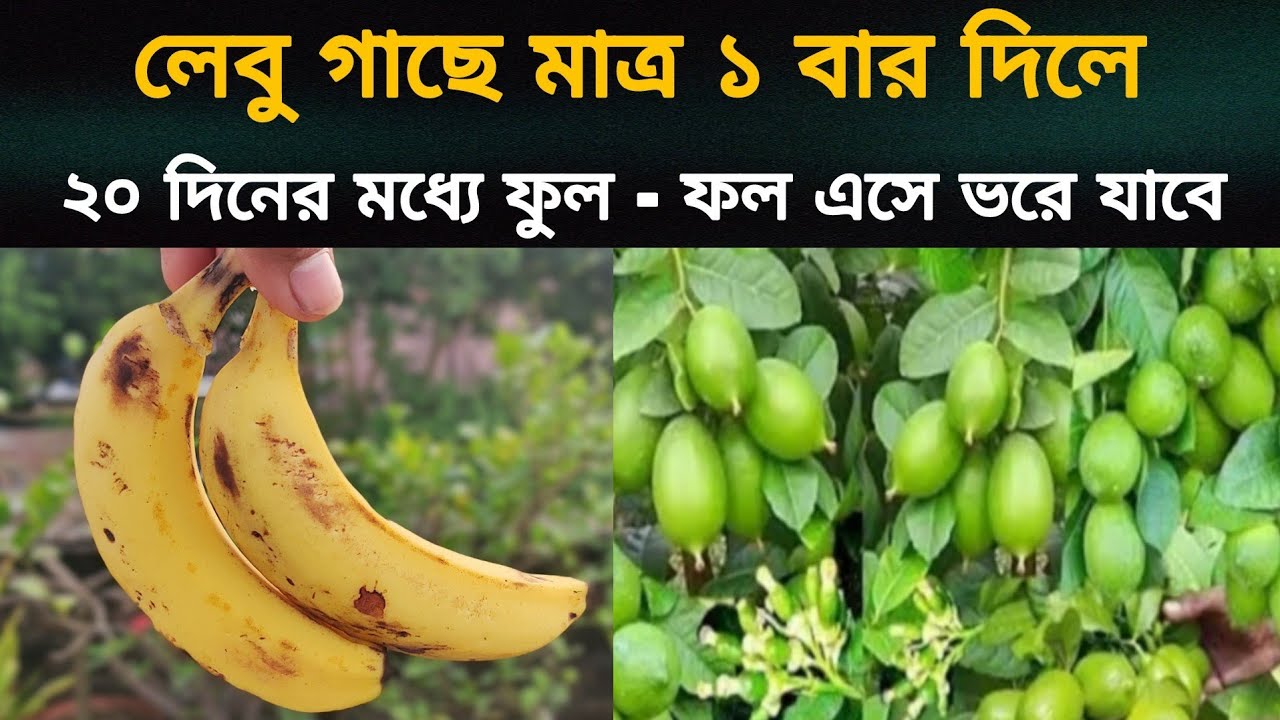 লেবু গাছে মাত্র ১ বার দিলে কুড়ি দিনের ফুল ফল এসে ভরে যাবে | লেবু গাছের পরিচর্যা | ছোট গাছে লেবু হবে