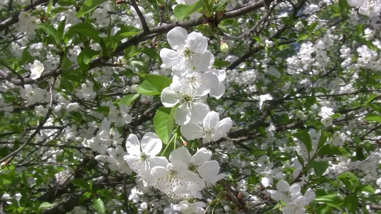 ЦВЕТУЩЕЙ ВИШНИ АРОМАТ (Cherry Tree Flowers Blossoms) (2)