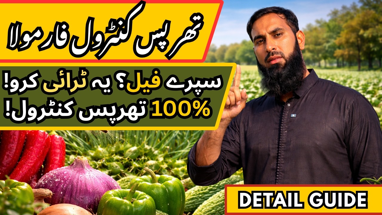 Thrips Control 100% Working Formula 2026 | Pyaz, Mirch, Shimla Mirch Spray Guide