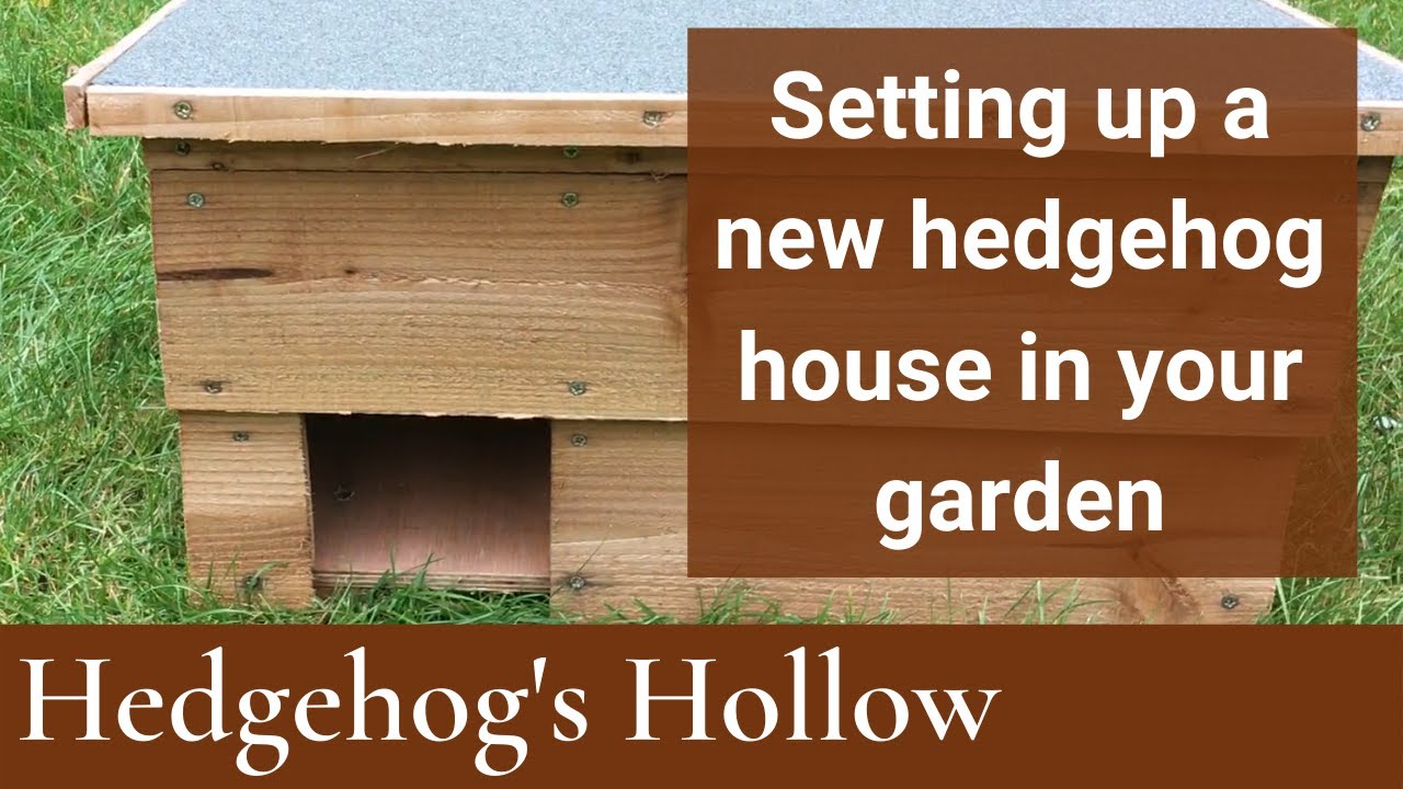 How to set up a new hedgehog house in your garden | Hedgehog's Hollow