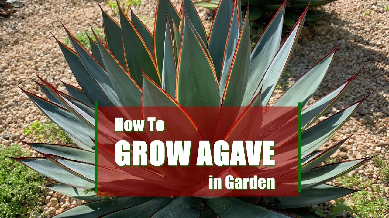 How to grow Agave in Garden - How to Plant an Agave