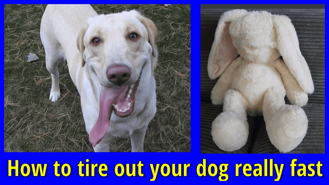 Tie a plush stuffed animal to an RC car.