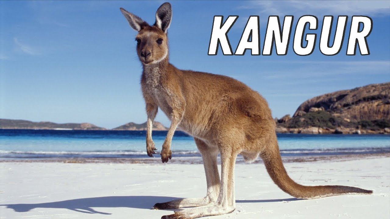 TOP 20 CIEKAWOSTKI - KANGUR 🦘